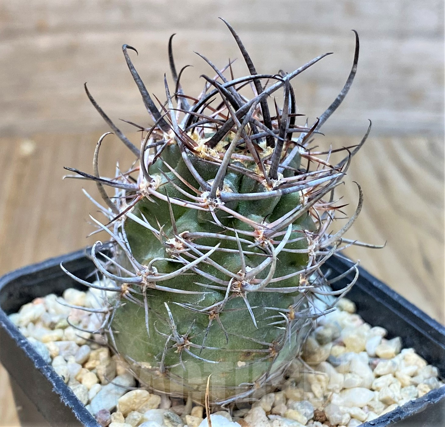 SHPR35055 Pyrrhocactus andreaeanus AW283 -Alto Jague- - Obrázek 2