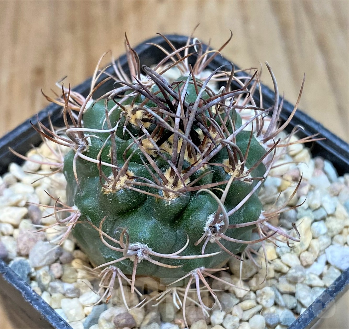 SHPR35056 Pyrrhocactus strausianus AW385 -Jachal-