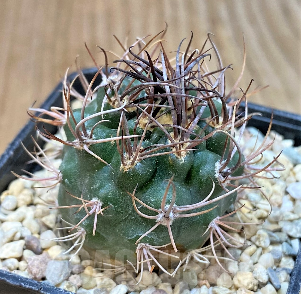 SHPR35056 Pyrrhocactus strausianus AW385 -Jachal- - Зображення 2