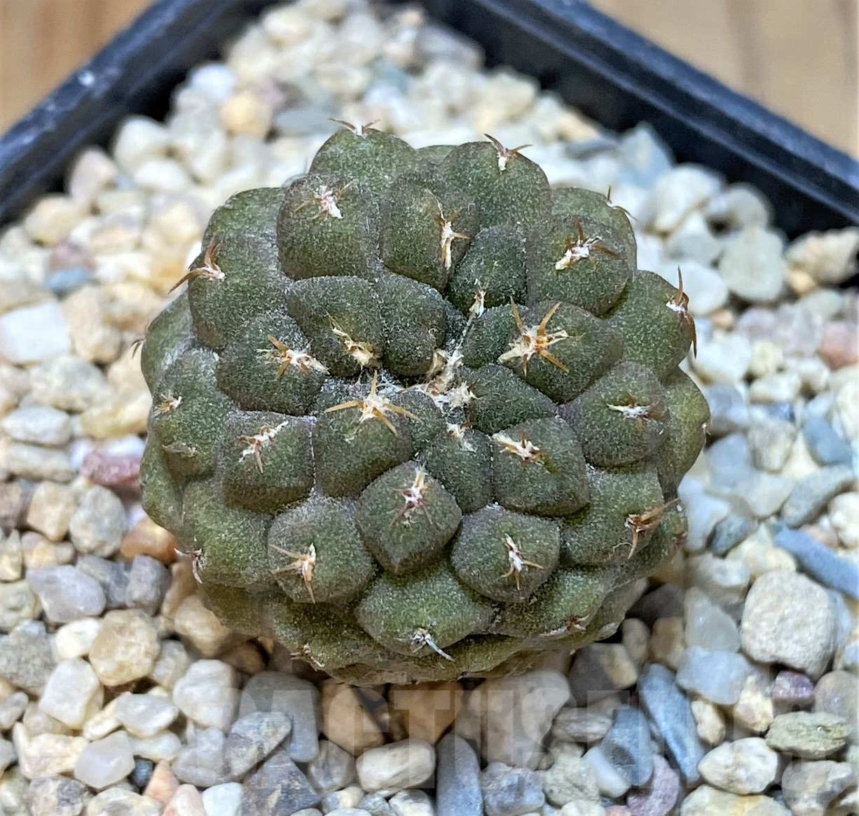 SHPR35058 Thelocephala glabrescens AW253