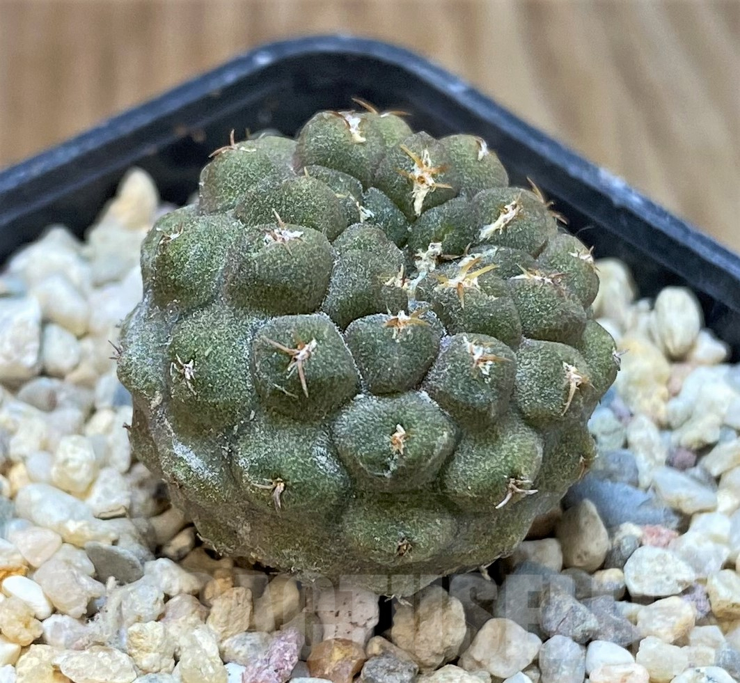 SHPR35058 Thelocephala glabrescens AW253 - immagine 2