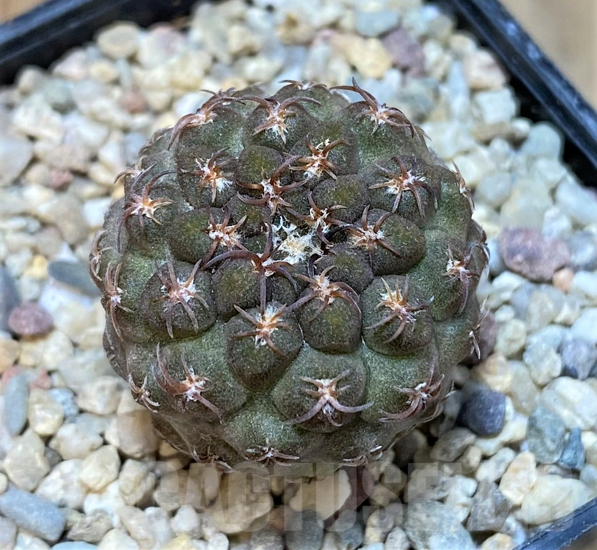 SHPR35059 Thelocephala glabrescens AW253