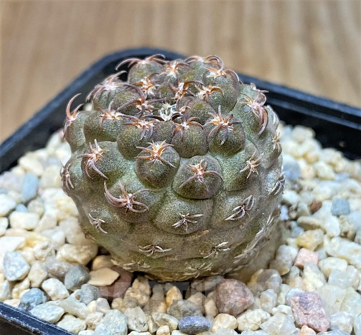 SHPR35059 Thelocephala glabrescens AW253 - 画像 (2)