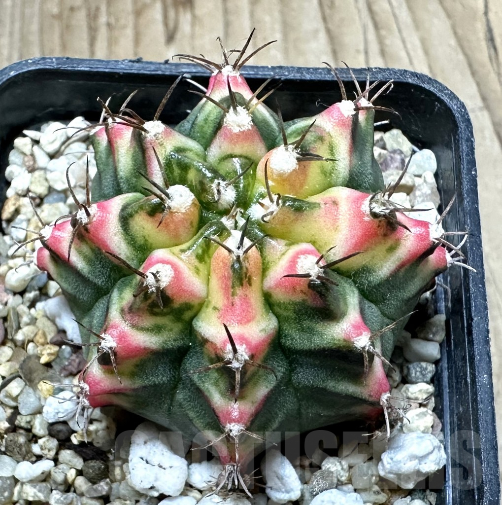 SHPR33762 Gymnocalycium mihanovichii ‘Multicolor’