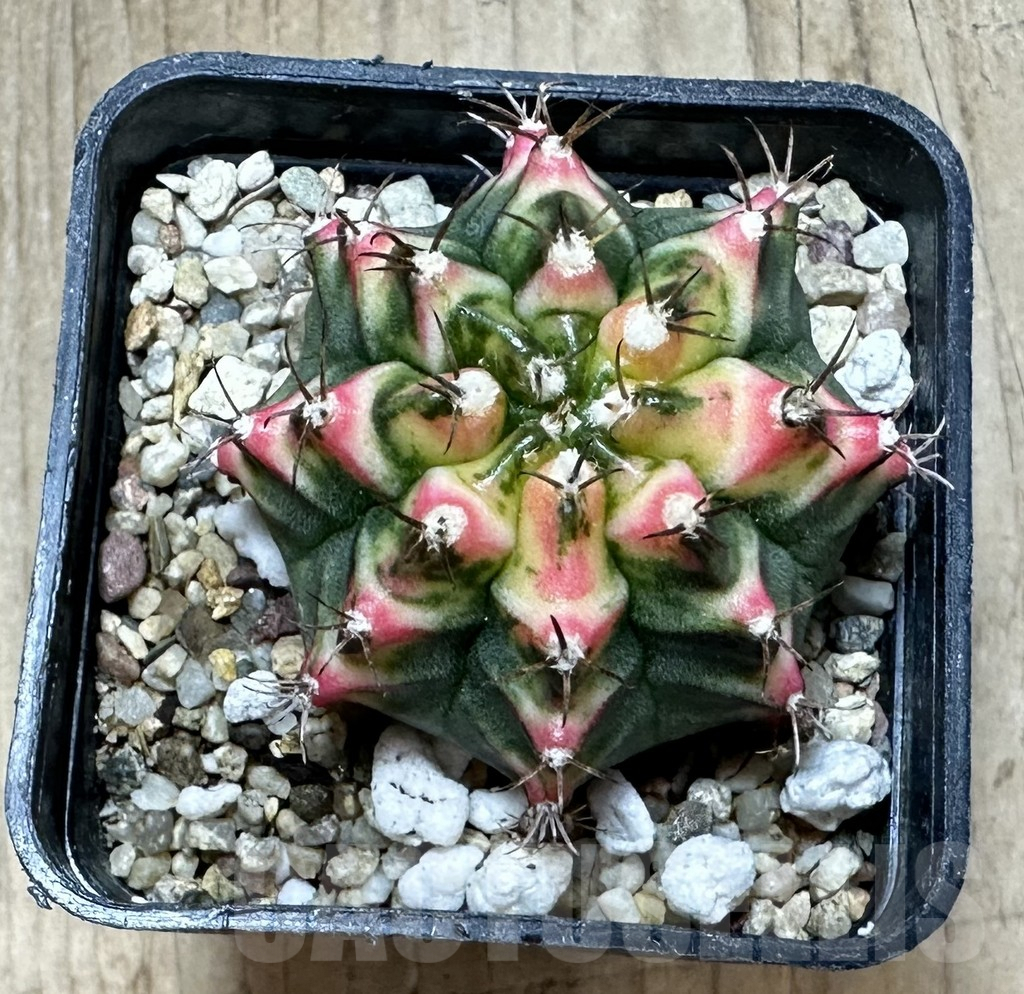 SHPR33762 Gymnocalycium mihanovichii ‘Multicolor’ - immagine 2