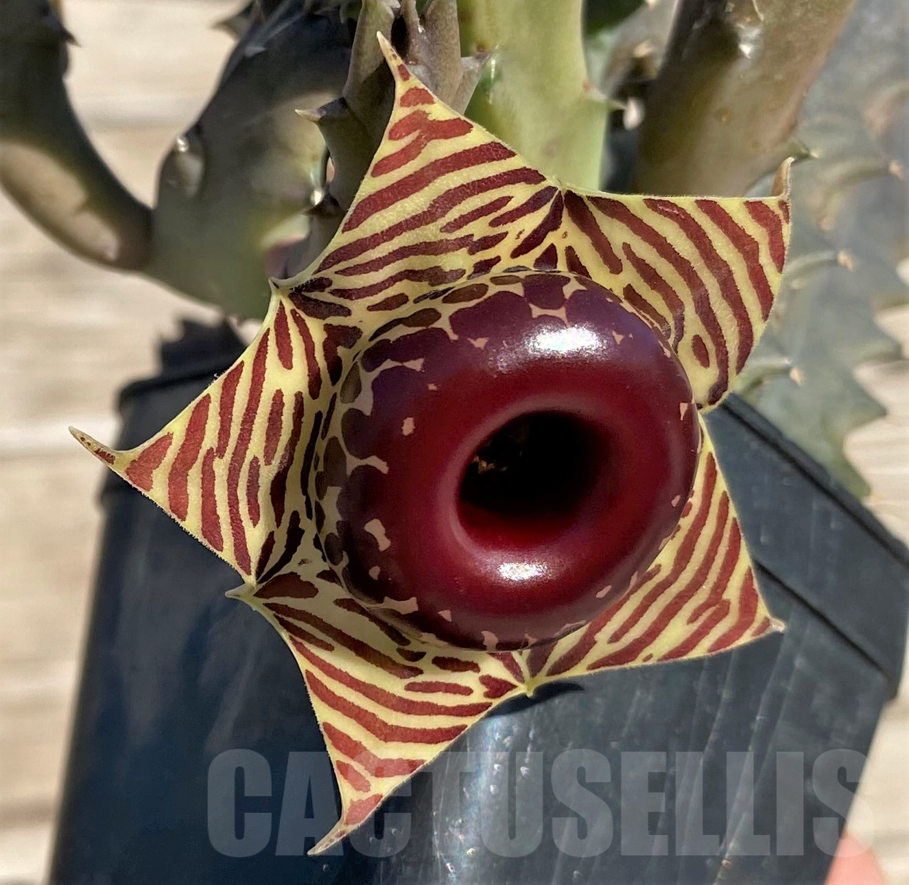 SHPR35060 Huernia zebrina