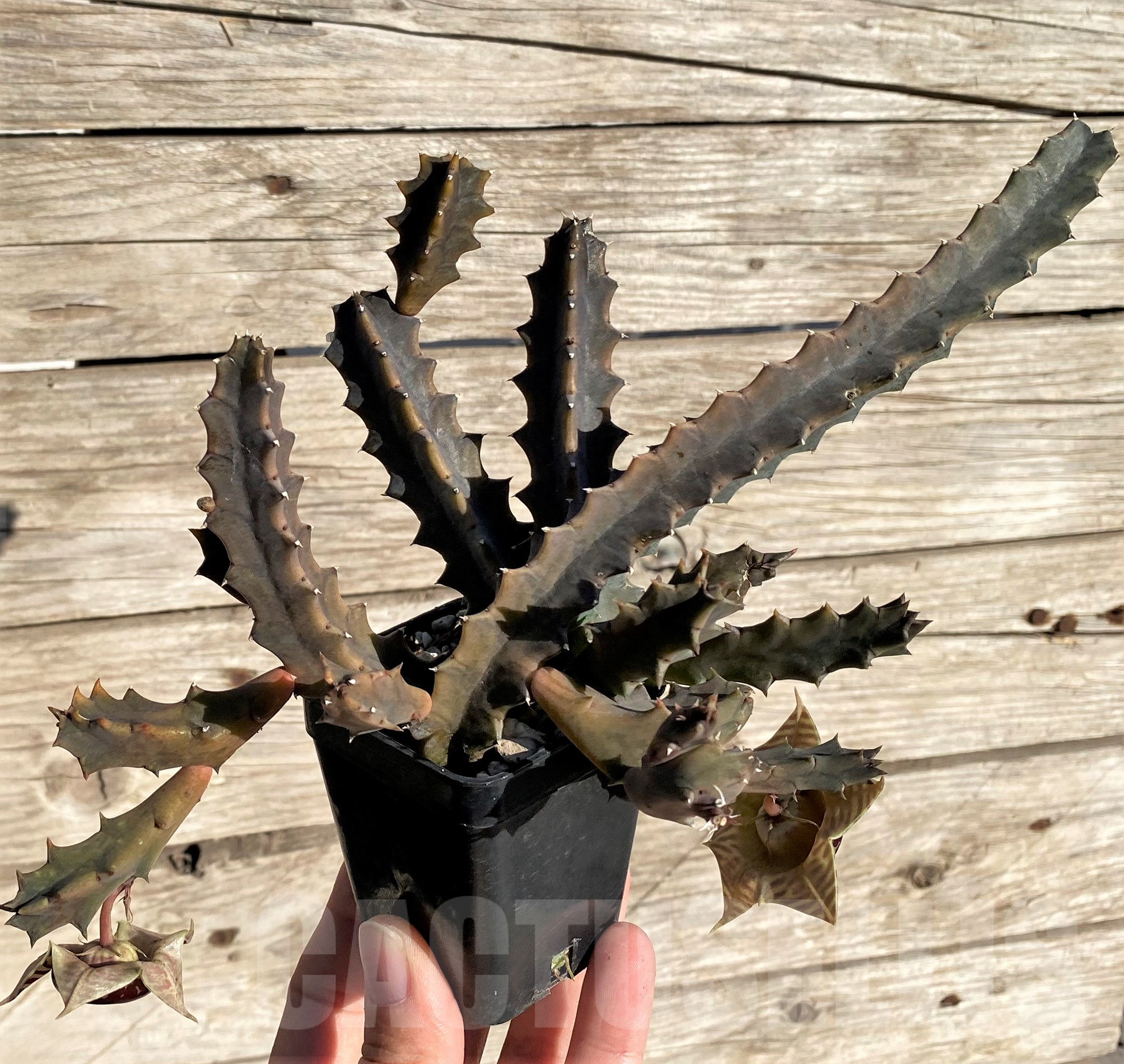 SHPR35060 Huernia zebrina - immagine 2