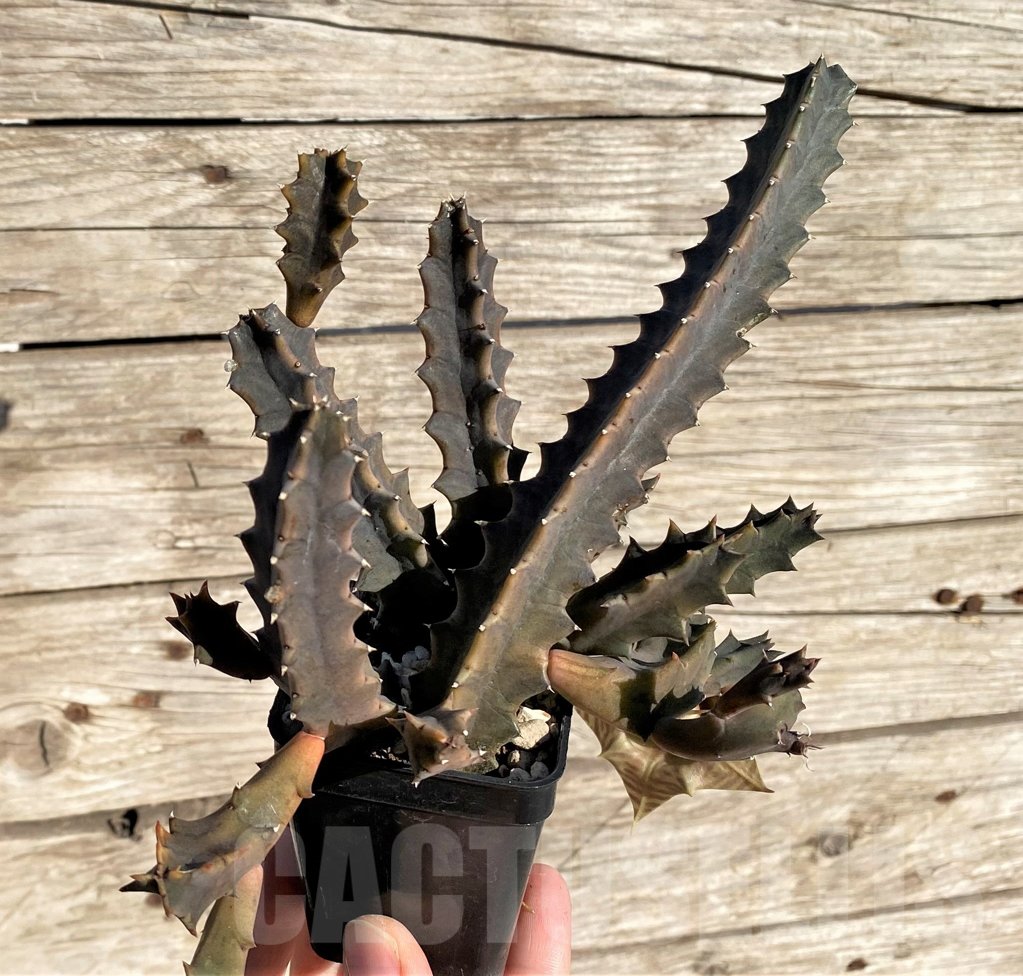 SHPR35060 Huernia zebrina - immagine 3