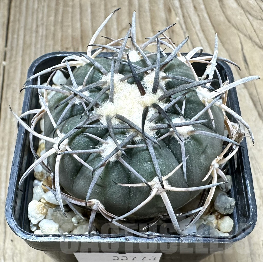 SHPR33773 Gymnocalycium spegazzinii LB 4719