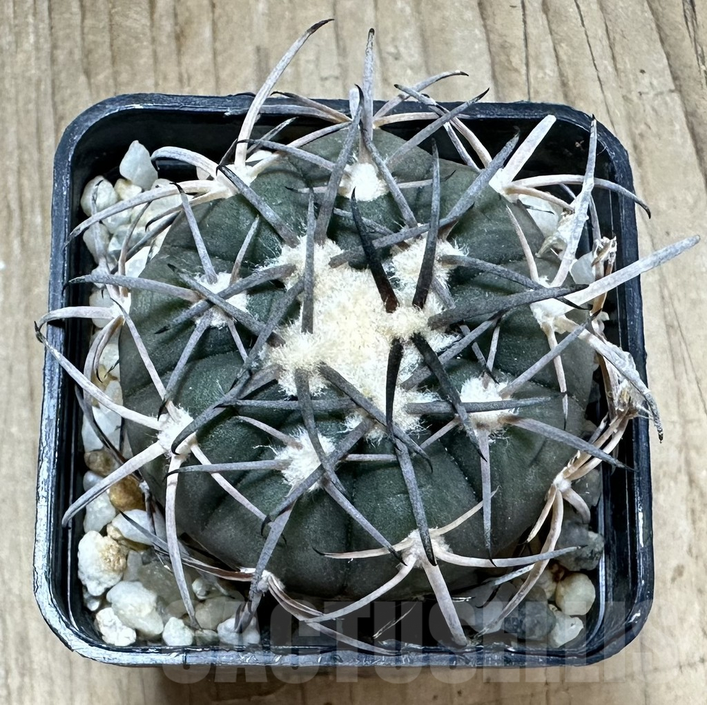 SHPR33773 Gymnocalycium spegazzinii LB 4719 - Image 2