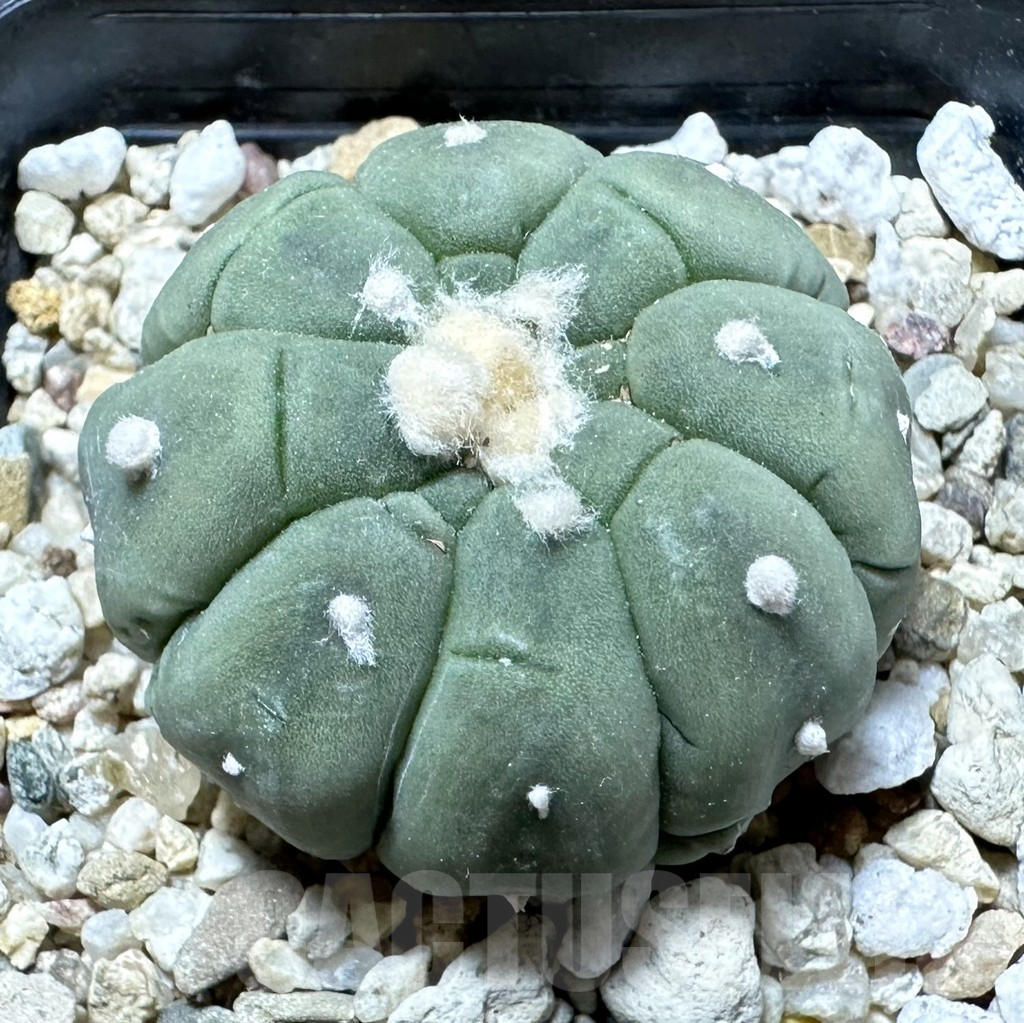 SHPR33775 Astrophytum asterias ‘Kikko’