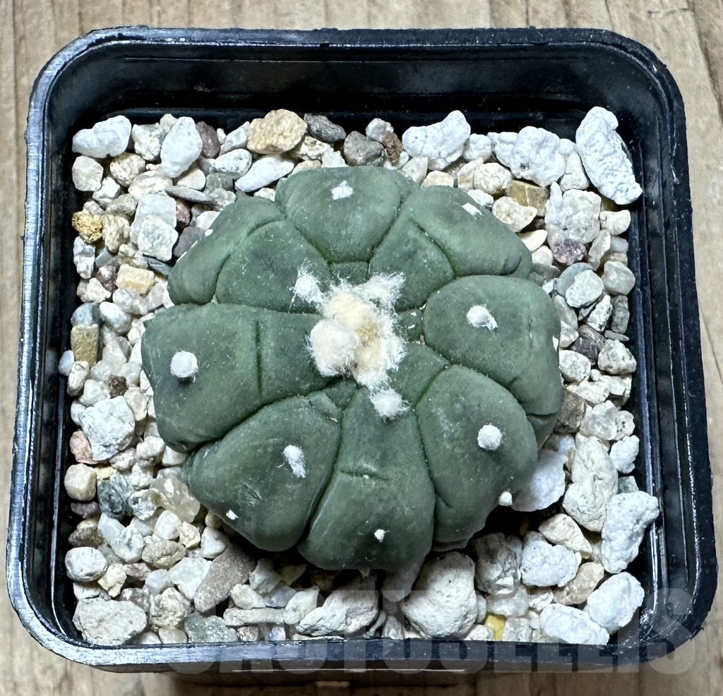 SHPR33775 Astrophytum asterias ‘Kikko’ - immagine 2