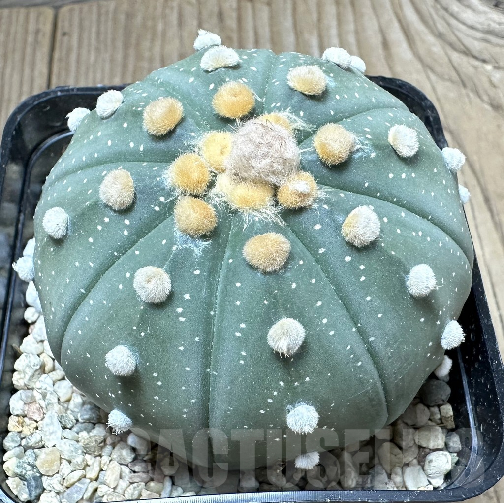 SHPR33776 Astrophytum asterias ‘Shinshowa’ - Image 2