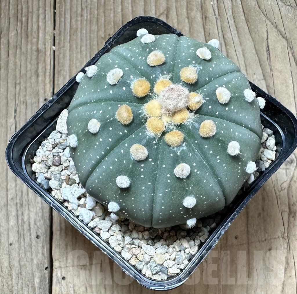 SHPR33776 Astrophytum asterias ‘Shinshowa’ - Image 3