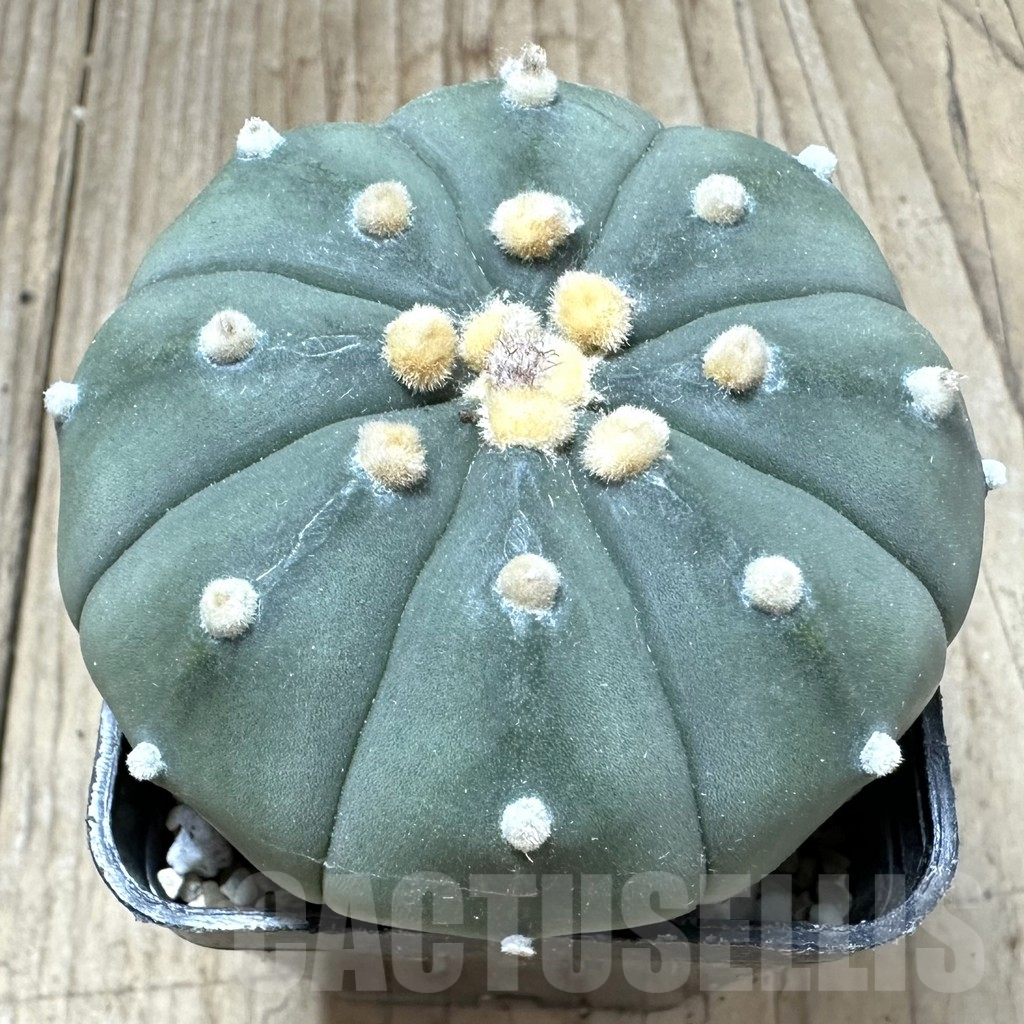 SHPR33777 Astrophytum asterias ‘Shinshowa’ - 画像 (2)