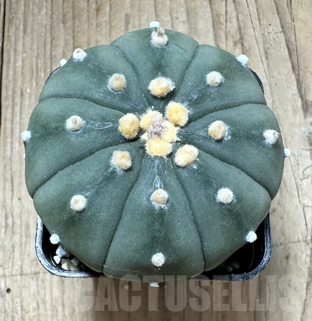 SHPR33777 Astrophytum asterias ‘Shinshowa’ - 画像 (3)