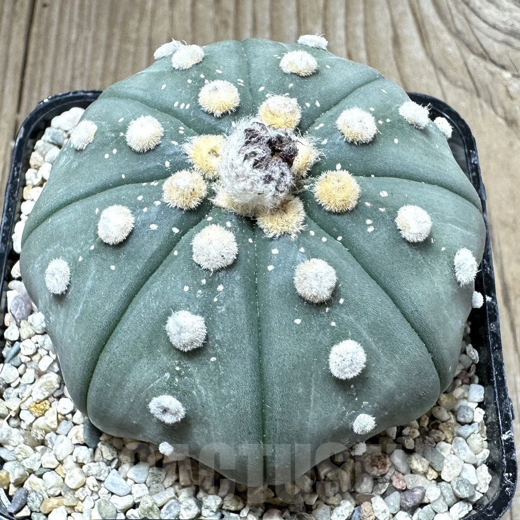SHPR33778 Astrophytum asterias ‘Shinshowa’ - Image 2
