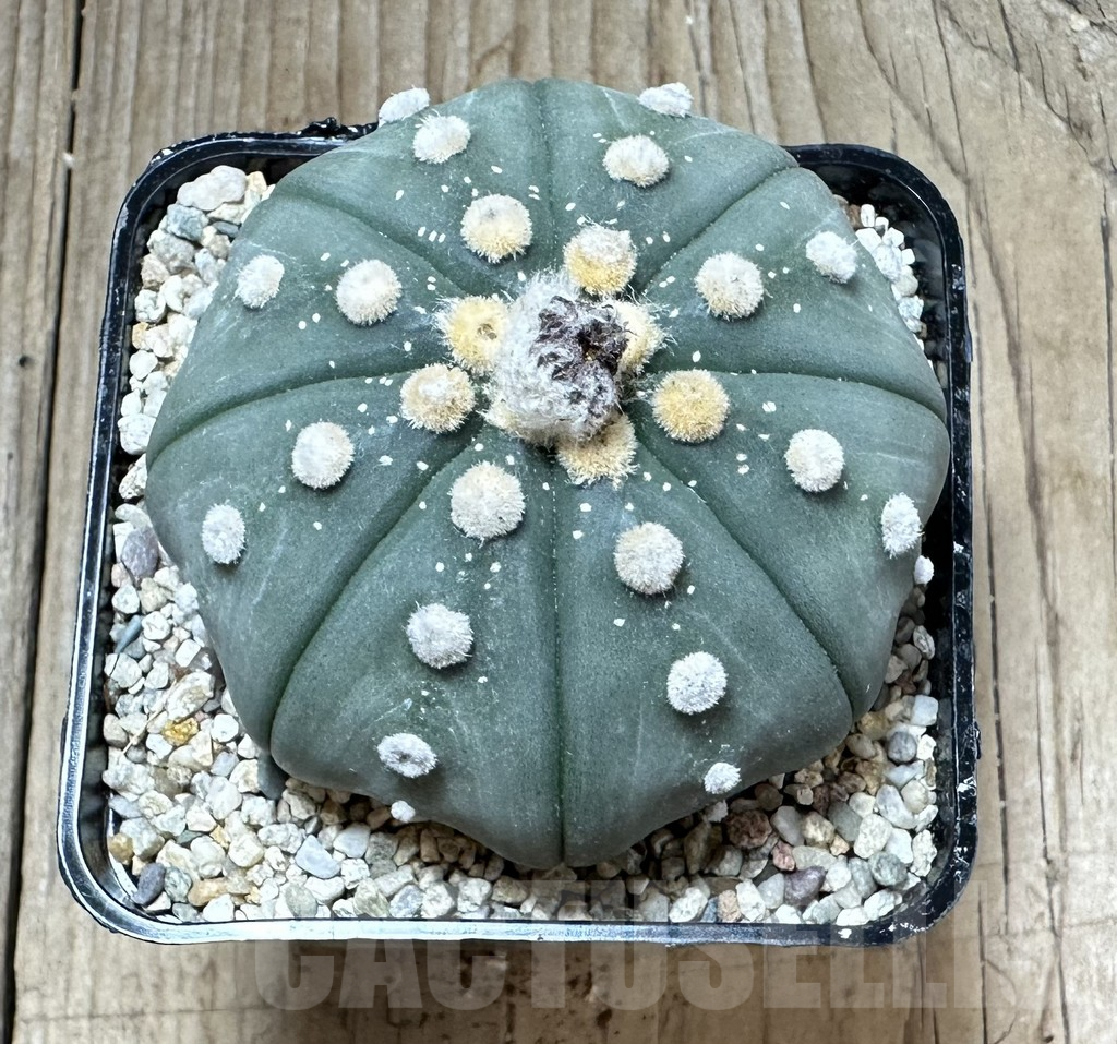 SHPR33778 Astrophytum asterias ‘Shinshowa’ - Image 3
