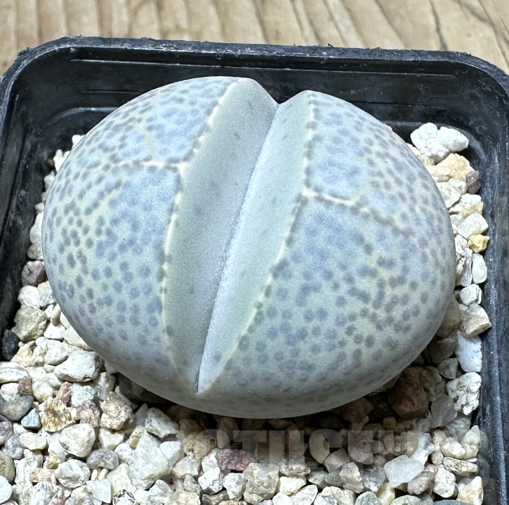 SHPR33779 Dinteranthus wilmotianus -Augrabies Falls-