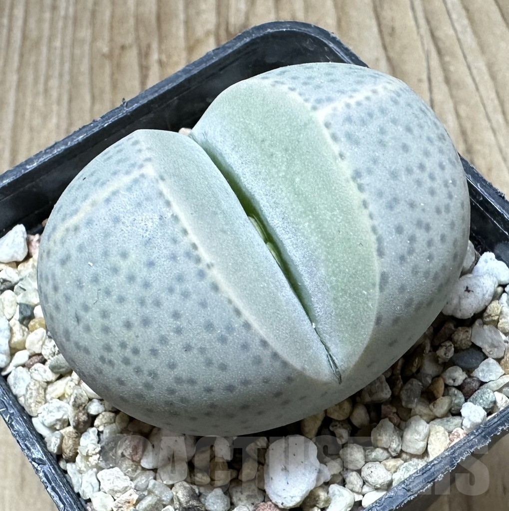 SHPR33780 Dinteranthus wilmotianus -Augrabies Falls-