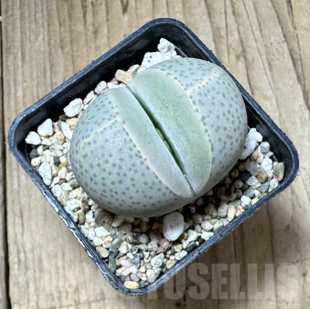 SHPR33780 Dinteranthus wilmotianus -Augrabies Falls- – Bild 2