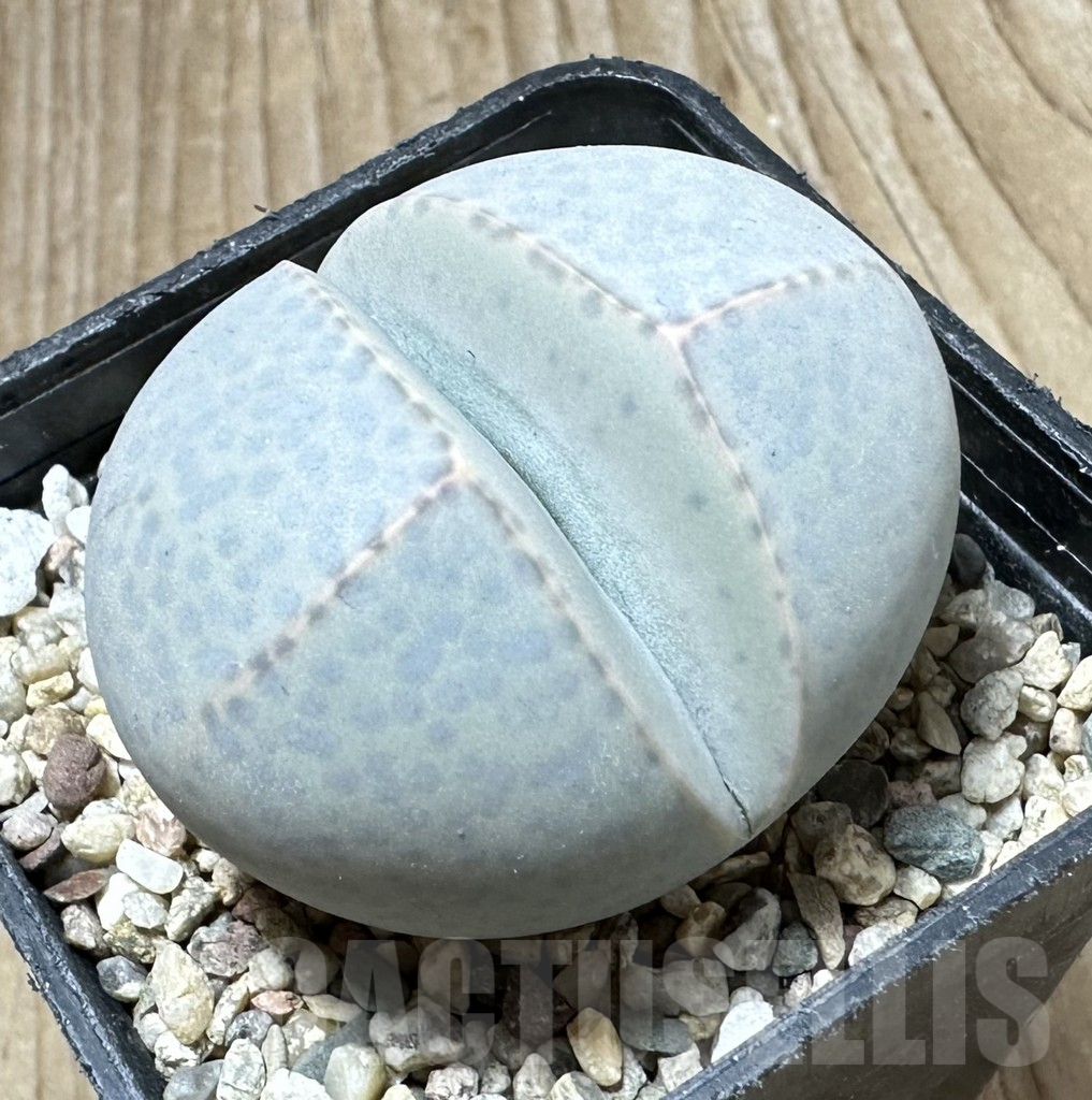 SHPR33781 Dinteranthus wilmotianus -Augrabies Falls-