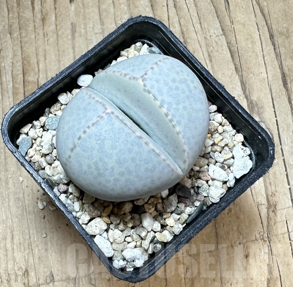 SHPR33781 Dinteranthus wilmotianus -Augrabies Falls- – Bild 2