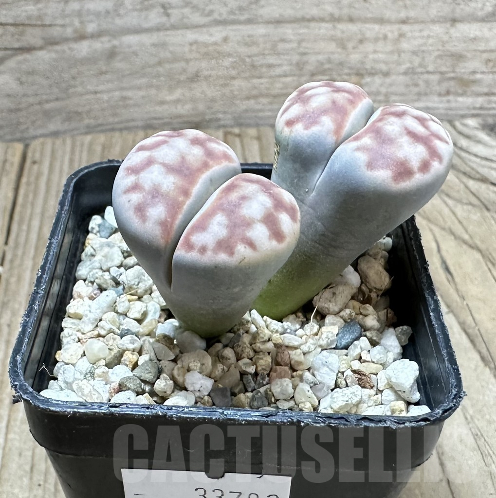 SHPR33782 Lithops karasmontana v. summitatum – Bild 2