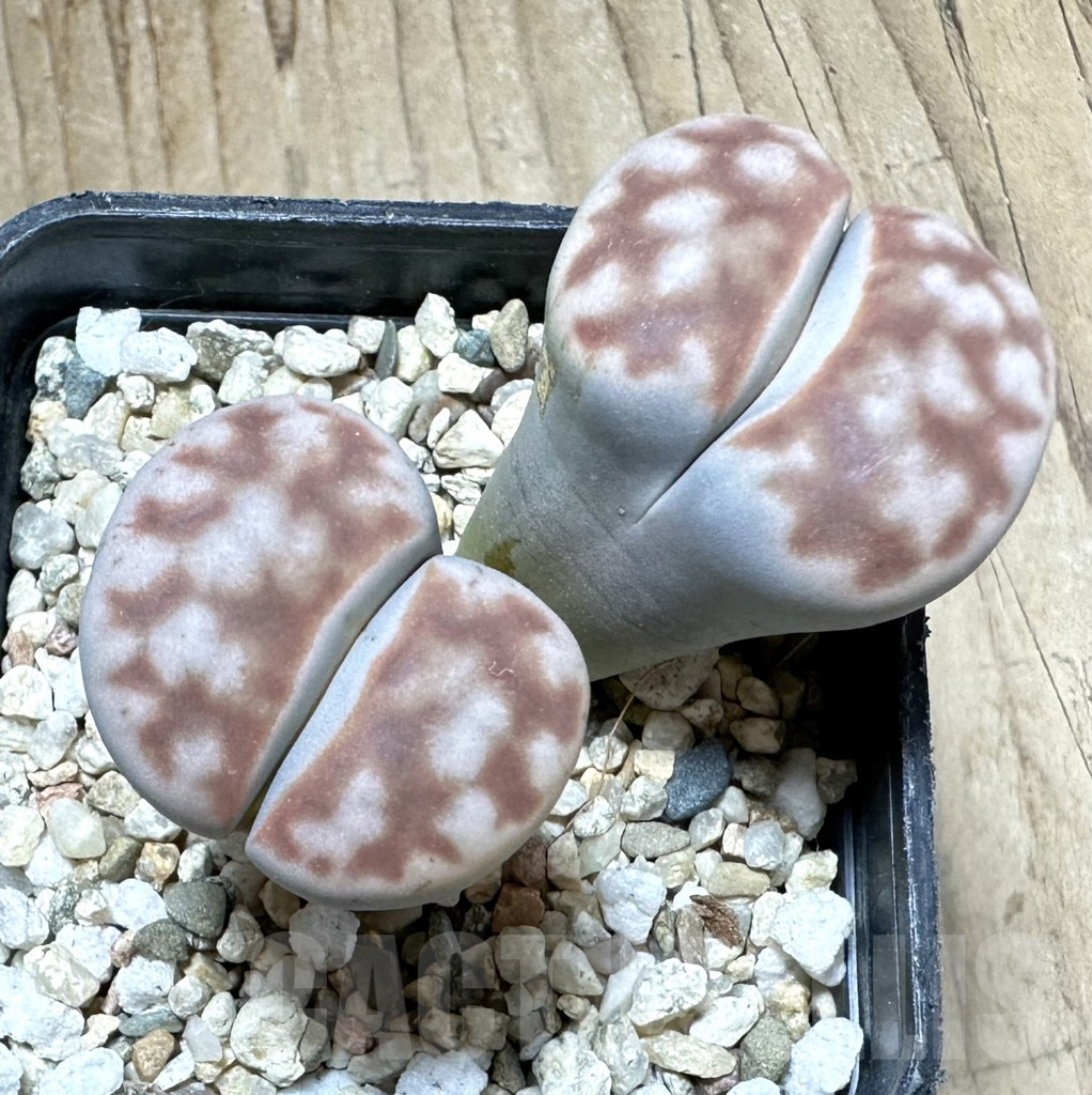 SHPR33782 Lithops karasmontana v. summitatum