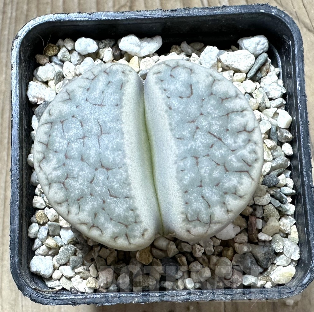 SHPR33783 Lithops gracilidelineata C 394