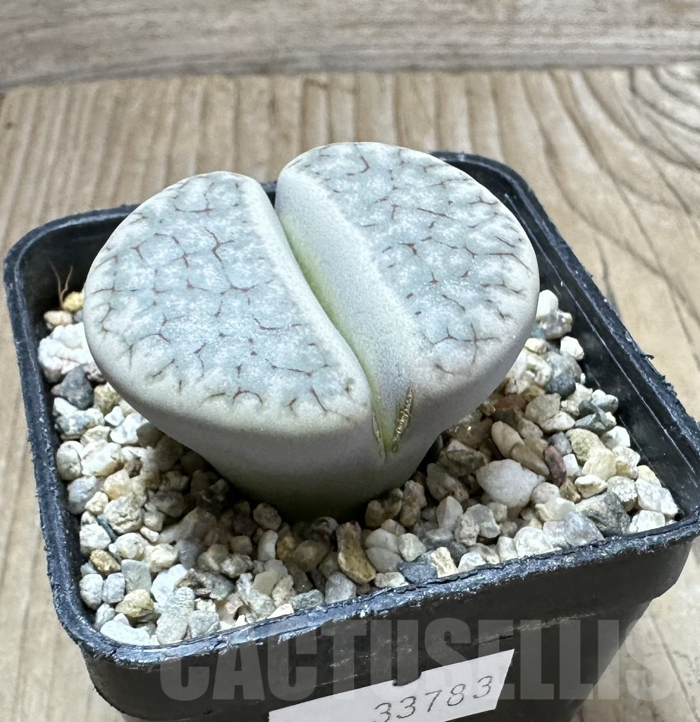 SHPR33783 Lithops gracilidelineata C 394 – Bild 2