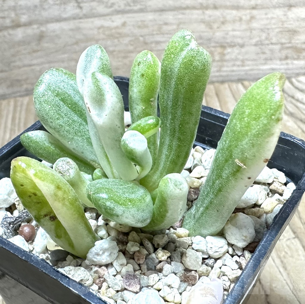 SHPR33787 Crassula ‘Hobbit’ f. variegata - Obrázek 2