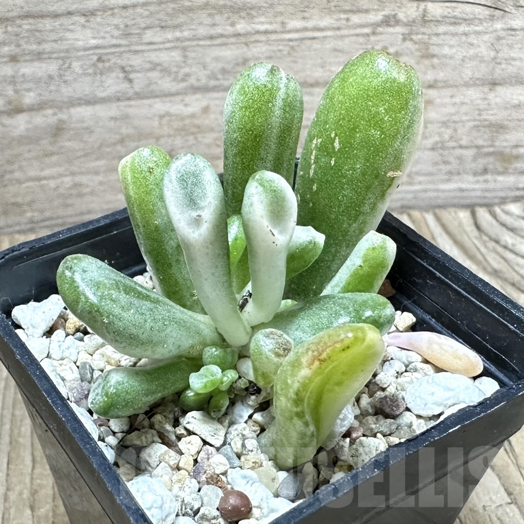 SHPR33787 Crassula ‘Hobbit’ f. variegata