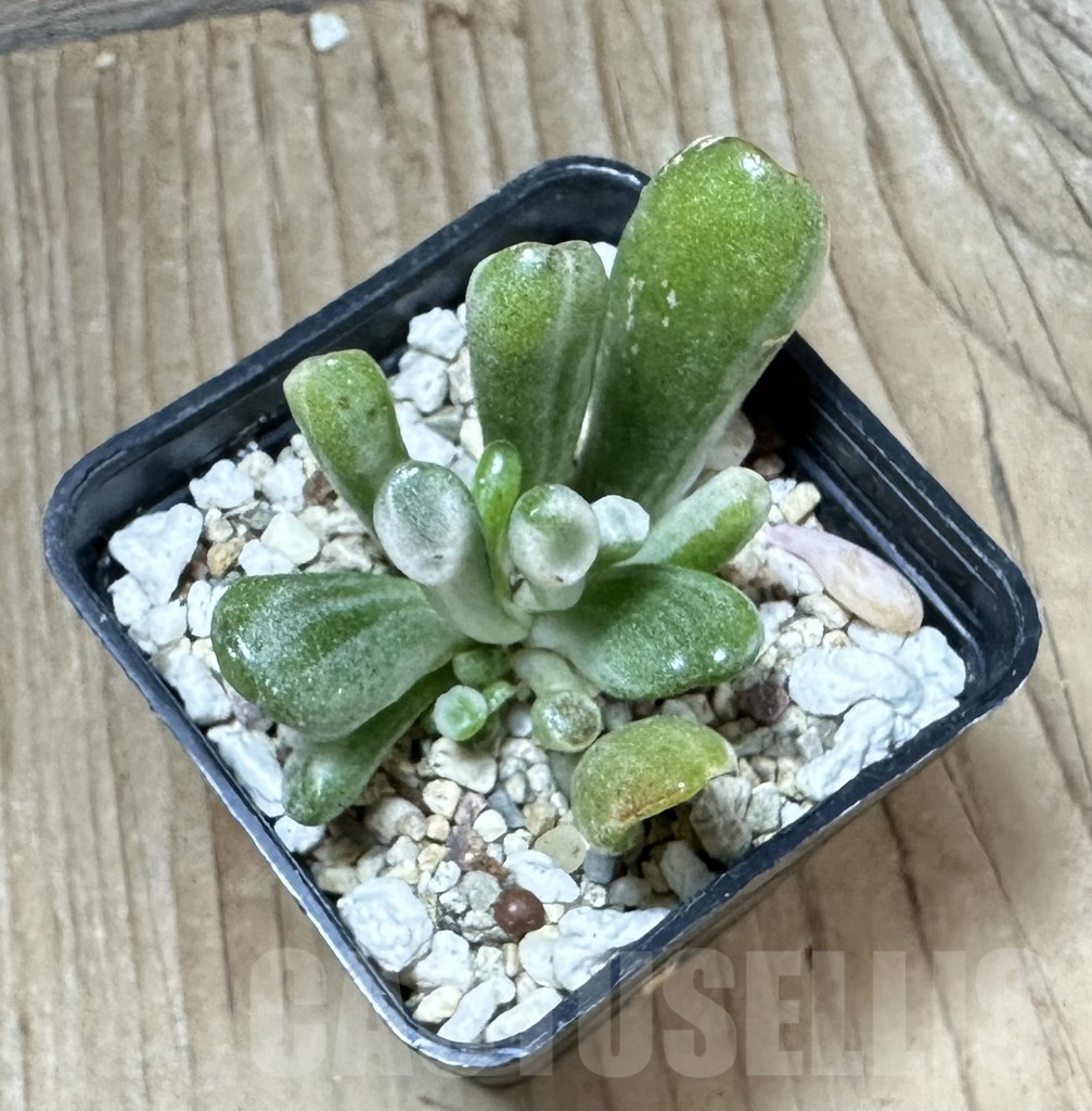 SHPR33787 Crassula ‘Hobbit’ f. variegata - Obrázek 3