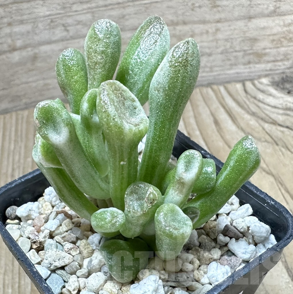 SHPR33788 Crassula ‘Hobbit’ f. variegata