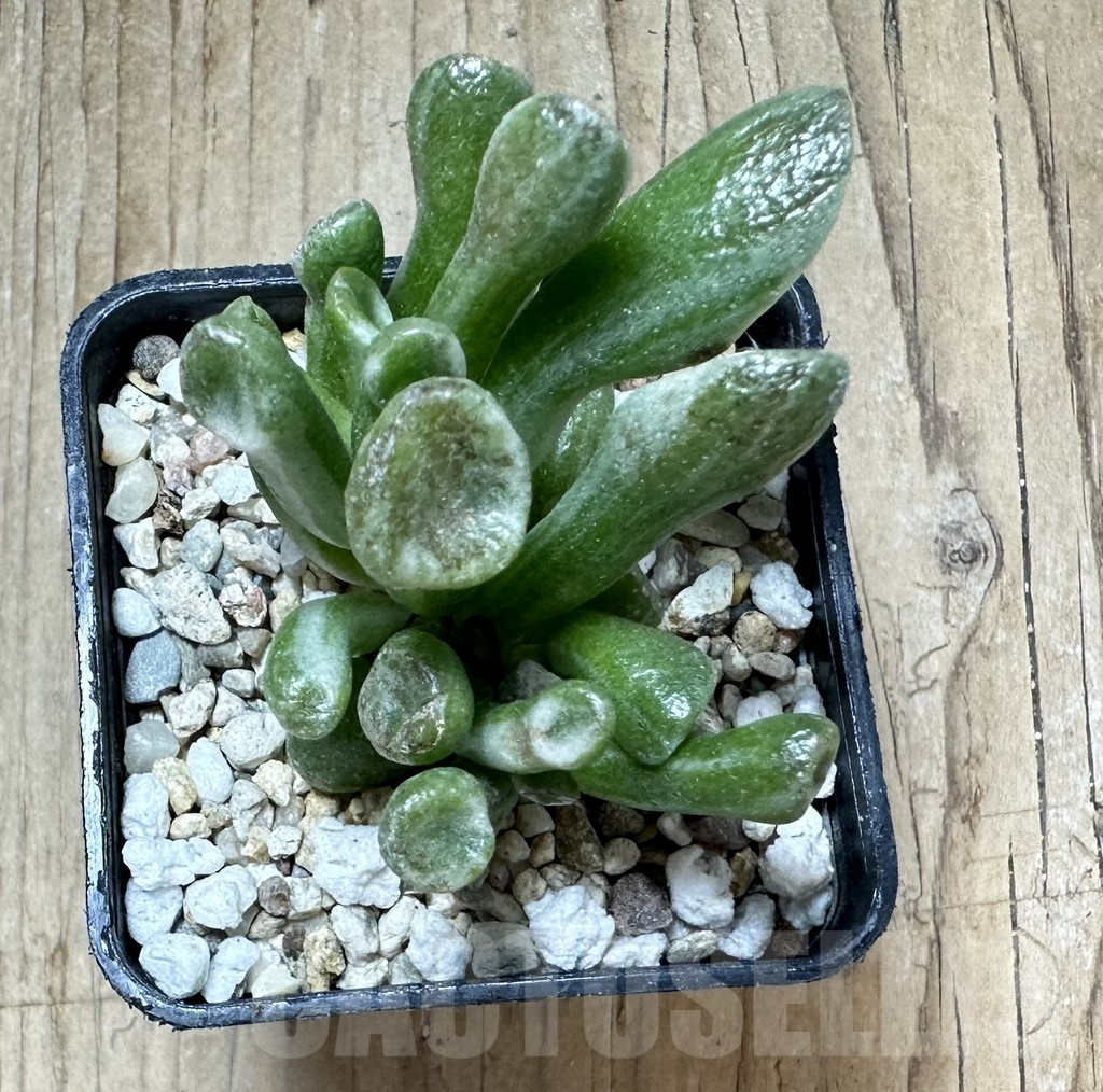 SHPR33788 Crassula ‘Hobbit’ f. variegata - Obrázek 2