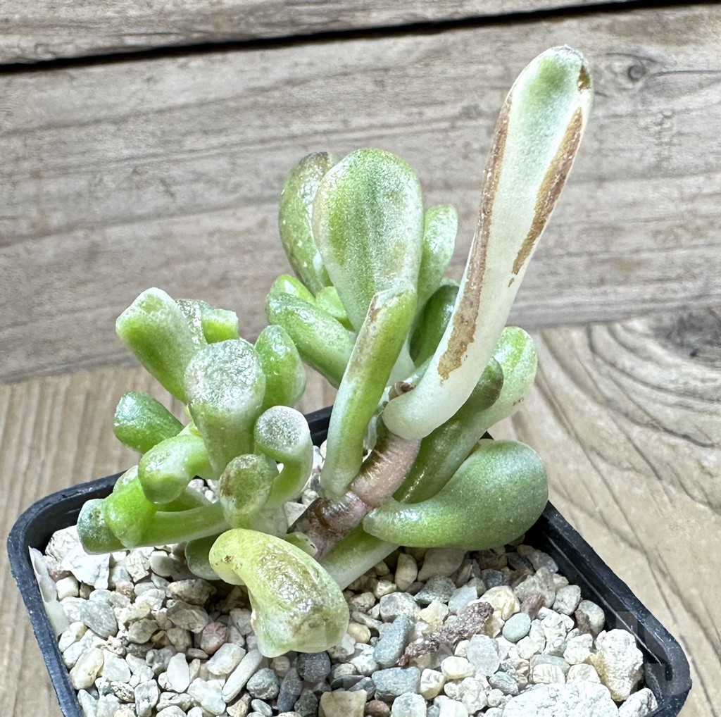SHPR33789 Crassula ‘Hobbit’ f. variegata