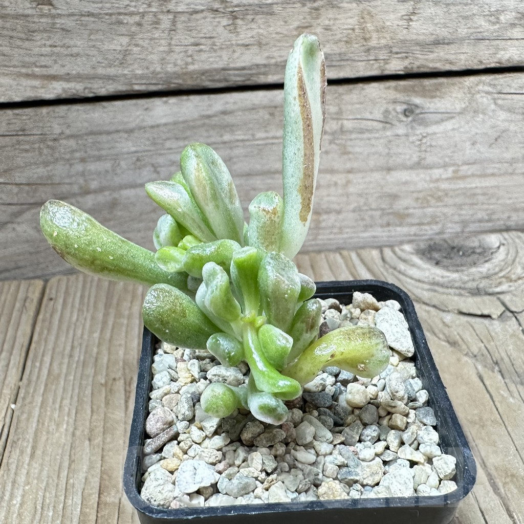 SHPR33789 Crassula ‘Hobbit’ f. variegata - Obrázek 2