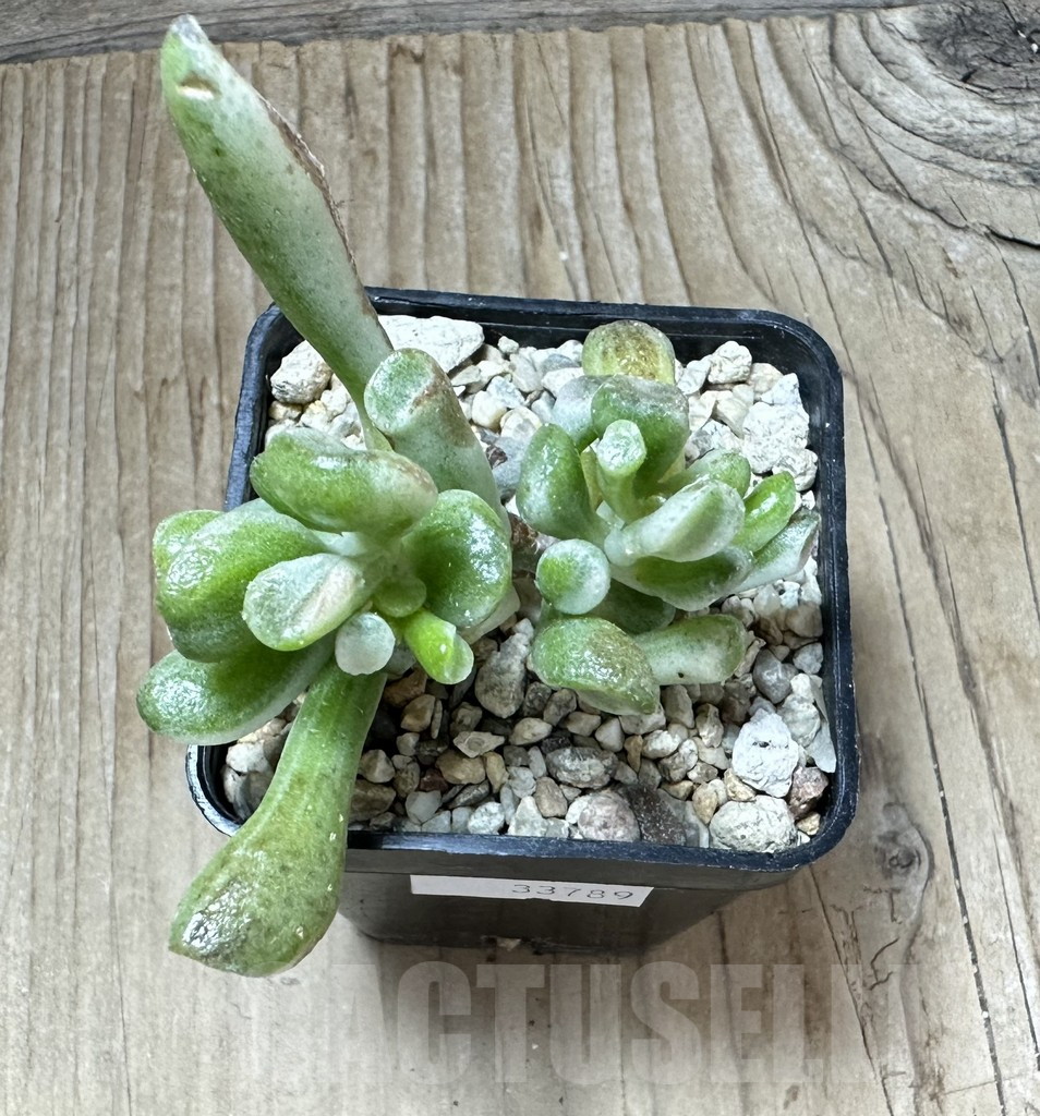 SHPR33789 Crassula ‘Hobbit’ f. variegata - Obrázek 3