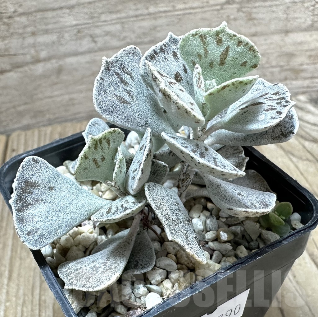 SHPR33790 Kalanchoe rhombopilosa - Image 2