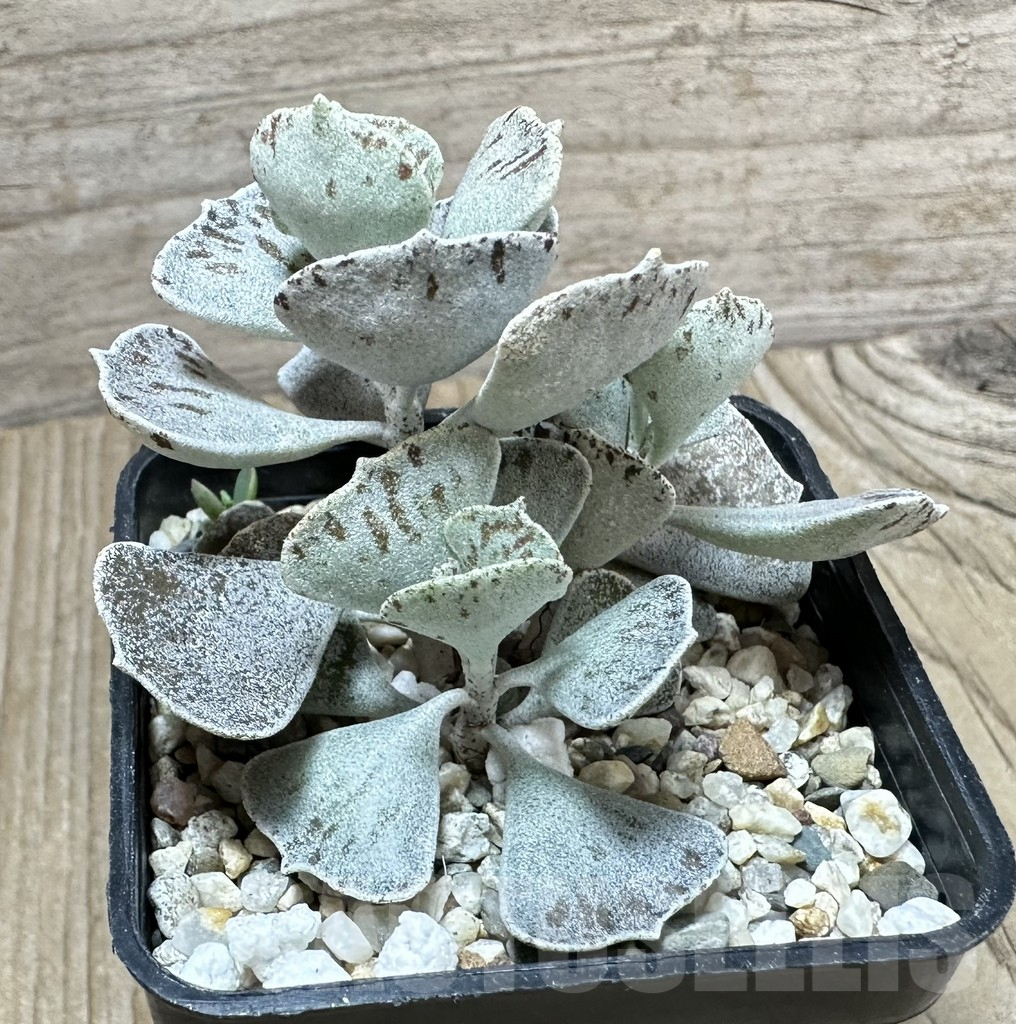 SHPR33790 Kalanchoe rhombopilosa - Image 3