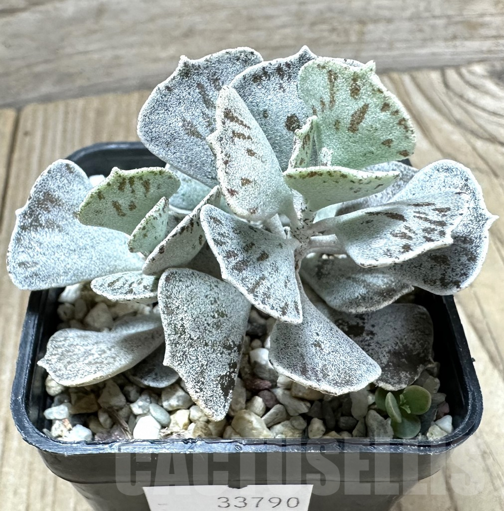 SHPR33790 Kalanchoe rhombopilosa