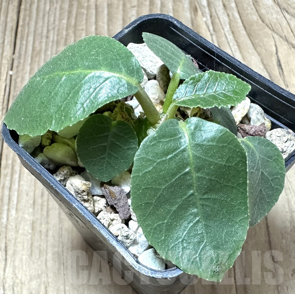 SHPR33791 Dorstenia foetida - Image 2