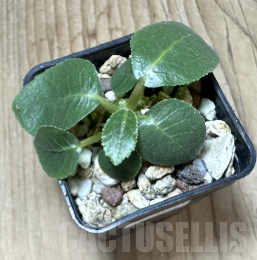 SHPR33791 Dorstenia foetida - Image 3