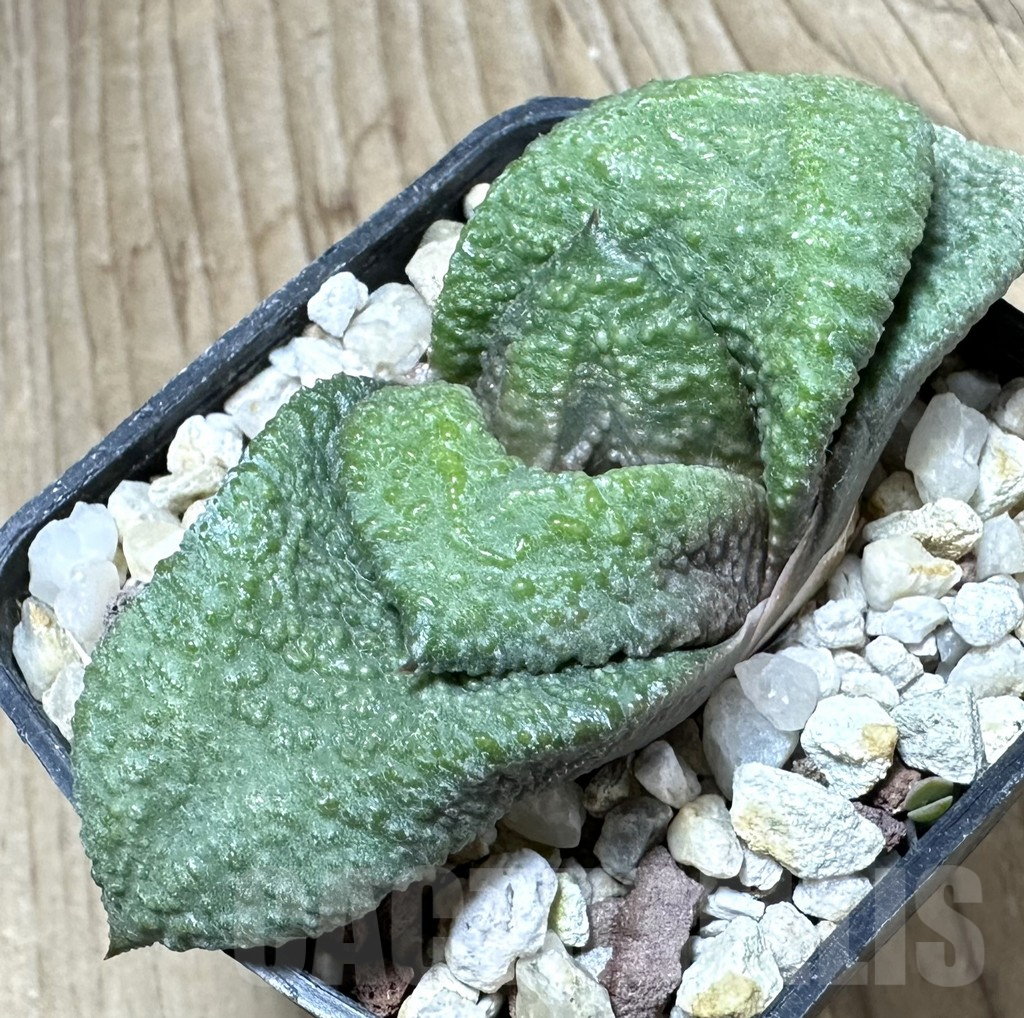 SHPR33792 Gasteria armstrongii -Japan-