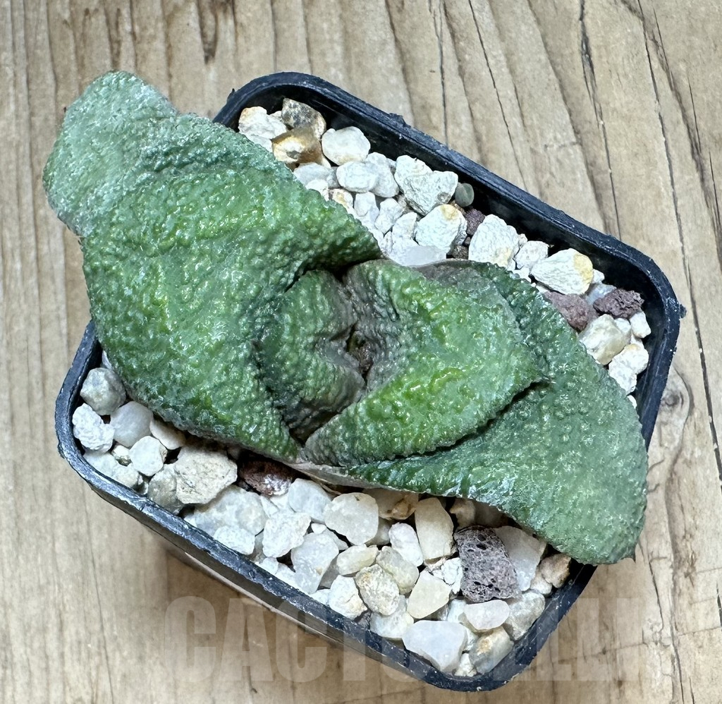 SHPR33792 Gasteria armstrongii -Japan- - Image 2