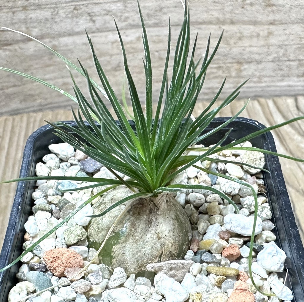 SHPR33793 Ornithogalum sardienii mini form