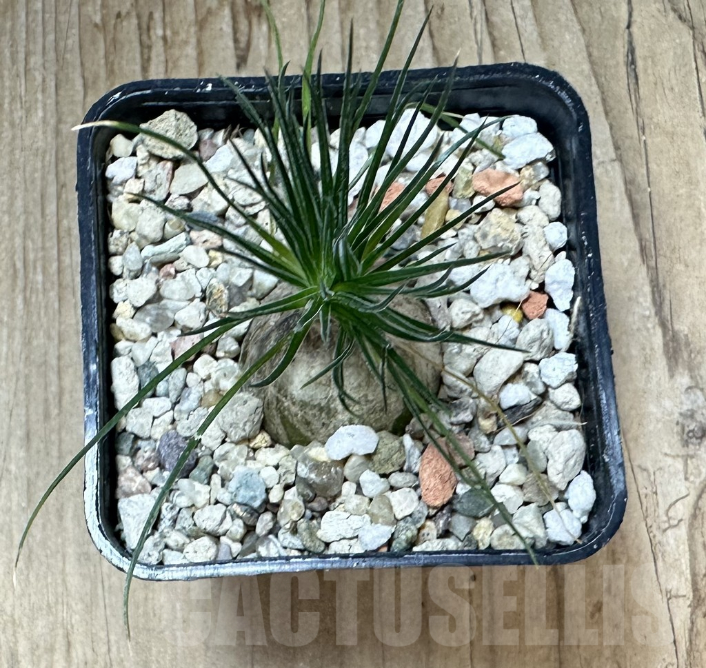 SHPR33793 Ornithogalum sardienii mini form - Image 2