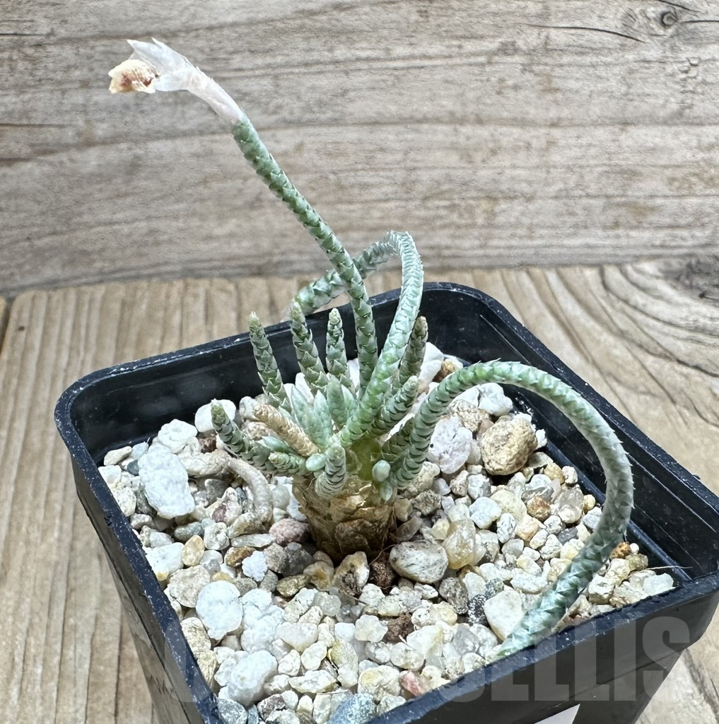 SHPR33794 Avonia quinaria - Image 2