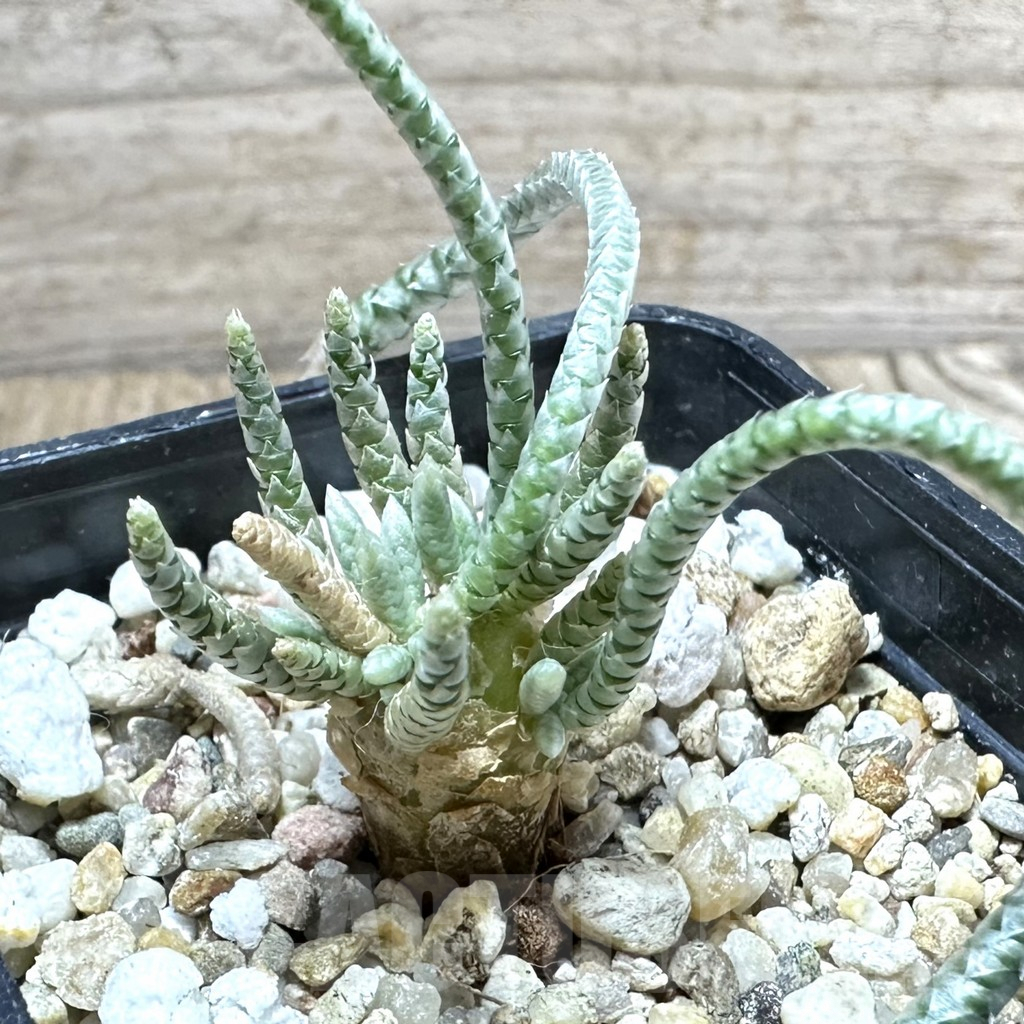 SHPR33794 Avonia quinaria